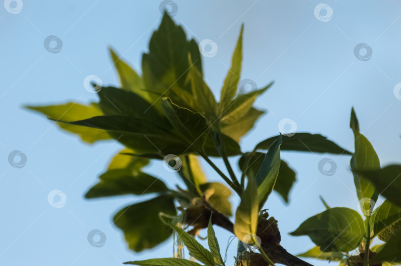 Скачать Молодые зеленые листья на весенней ветке дерева на фоне голубого неба фотосток Ozero