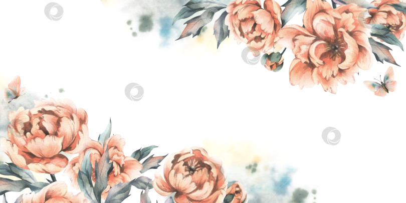 Скачать Красивые пионы цвета персикового пуха с листьями, бутонами и летающими бабочками. Иллюстрация выполнена акварелью от руки. Рамка, горизонтальный шаблон, пустая для текста, изолирована от фона фотосток Ozero