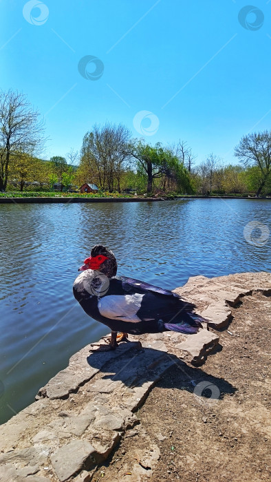 Скачать Мускусная утка на берегу озера фотосток Ozero