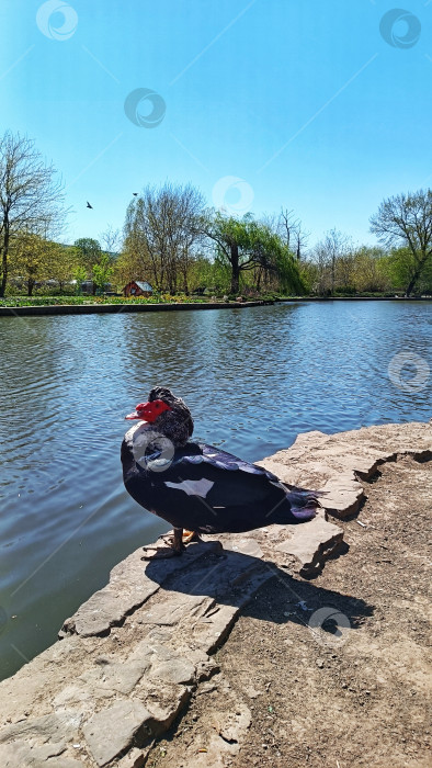 Скачать Мускусная утка на берегу озера фотосток Ozero