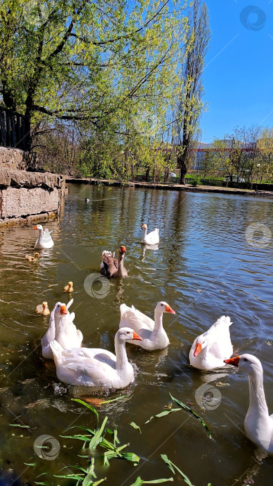 Скачать Стая белых лебедей и маленькие лебедята в пруду фотосток Ozero