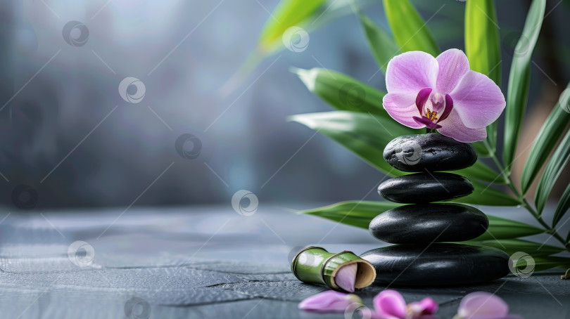 Скачать Фиолетовая орхидея сидит на вершине груды черных камней фотосток Ozero