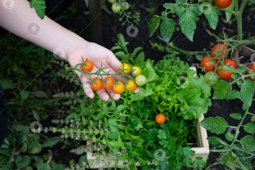 Скачать Сбор урожая красных помидоров на грядке фотосток Ozero