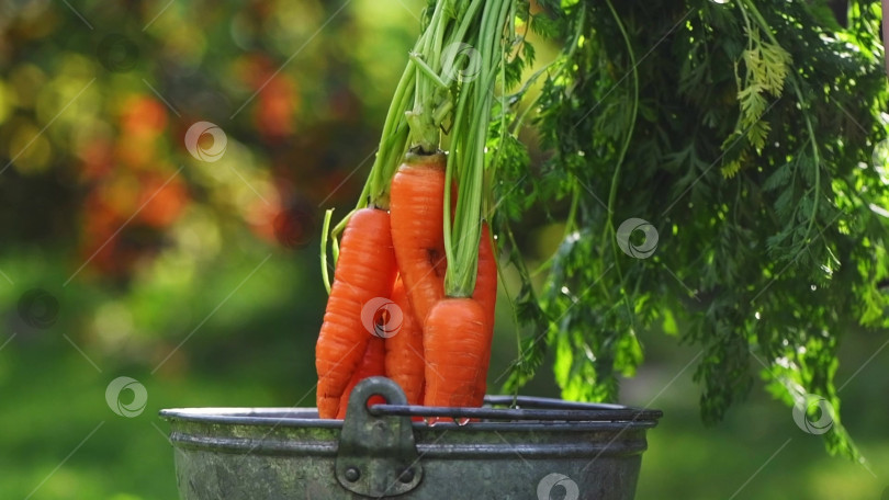 Скачать сельское хозяйство, сбор урожая, огород. Морковь моют в ведре с водой фотосток Ozero
