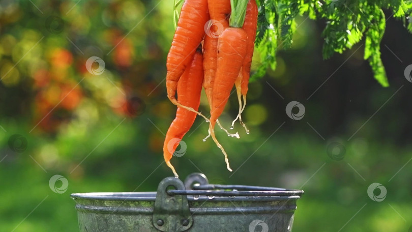 Скачать сельское хозяйство, сбор урожая, огород. Морковь моют в ведре с водой фотосток Ozero