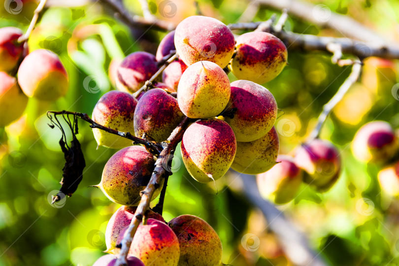 Скачать абрикосы на ветке фотосток Ozero