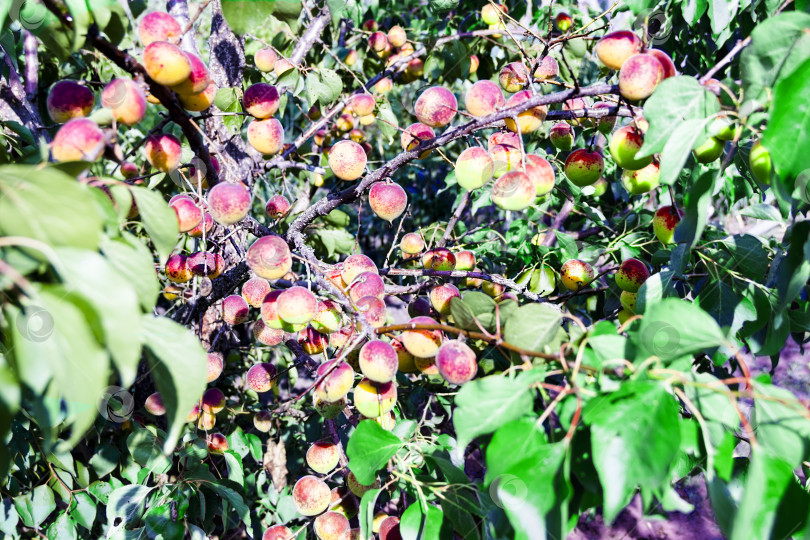 Скачать абрикосы на ветке фотосток Ozero