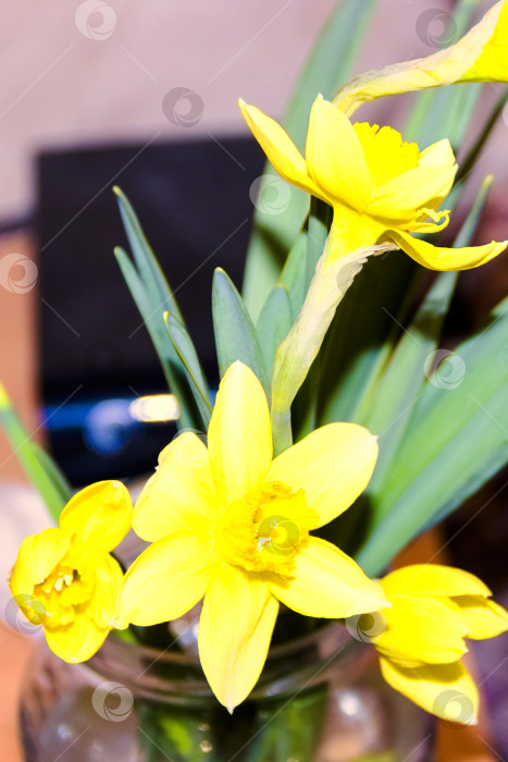 Скачать Желтые цветы нарцисса в вазе на столе фотосток Ozero