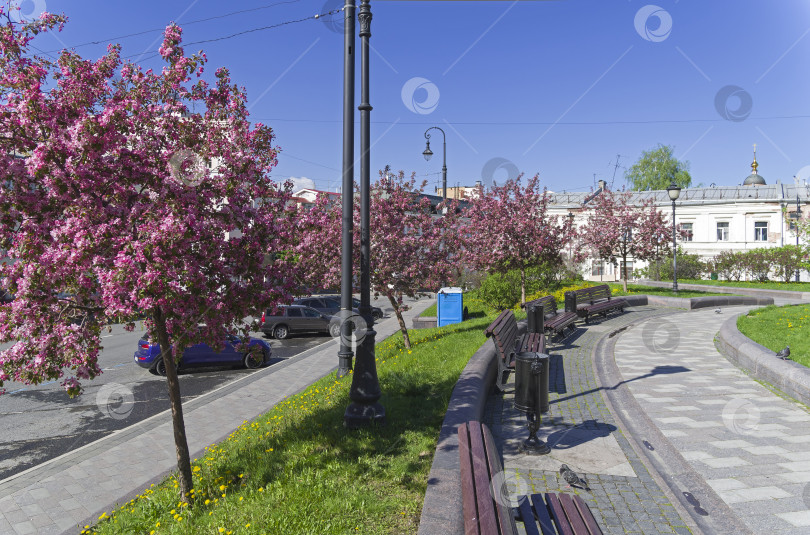 Скачать Цветущие яблони на Хитровской площади. Москва. фотосток Ozero