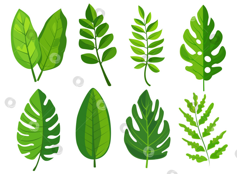 Скачать представлены восемь различных видов зеленых листьев, каждый из которых отличается особой формой и узором прожилок. разнообразная листва демонстрирует различные ботанические рисунки, идеально подходящие для графики и дизайнерских проектов, связанных с природой фотосток Ozero