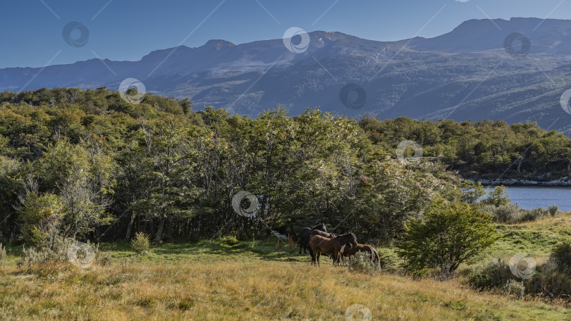 Скачать Табун лошадей пасется на лугу у озера. фотосток Ozero