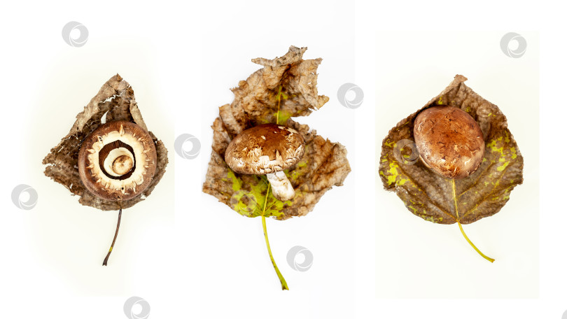 Скачать Природа грибы на сухих осенних листьях на белом фоне фотосток Ozero