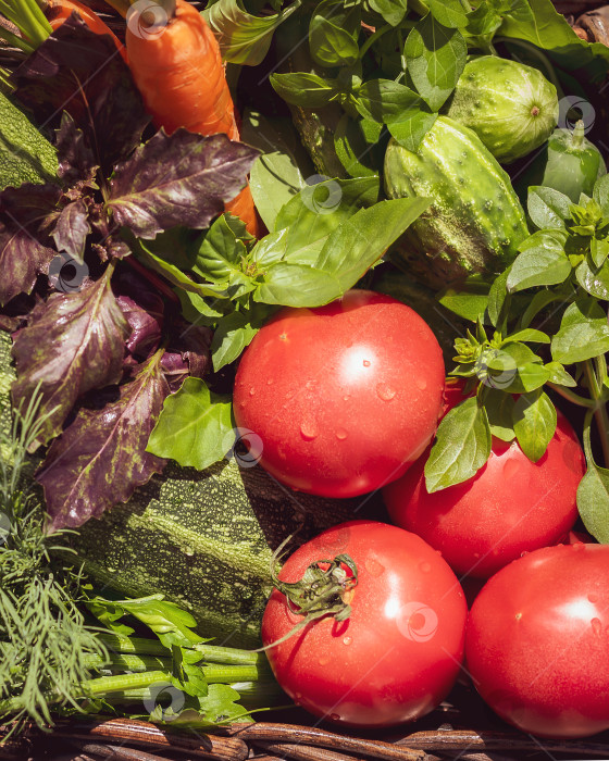 Скачать Фермерские овощи в корзинке: помидоры, огурцы, цуккини, морковь, петрушка, укроп и базилик фотосток Ozero