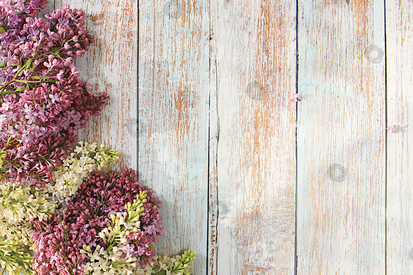 Скачать Красивые весенние цветущие ветки сирени на деревянном солнечном фоне.Абстрактная цветочная композиция, баннер. натюрморт с пространством для текста, цветочная праздничная открытка, концепция летнего поздравления, выборочный акцент. фотосток Ozero