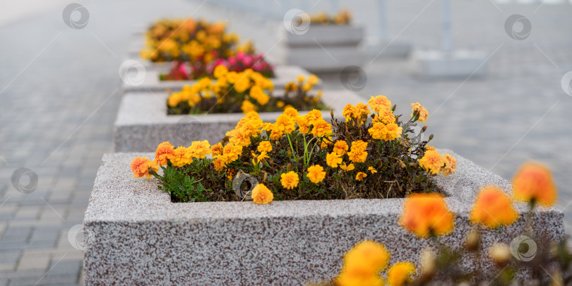 Скачать желтые цветы на клумбах на тротуаре в городе фотосток Ozero