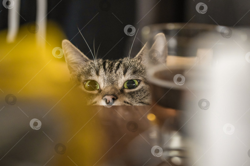 Скачать Милый котик выглядывает из-под стола, хочет перекусить фотосток Ozero