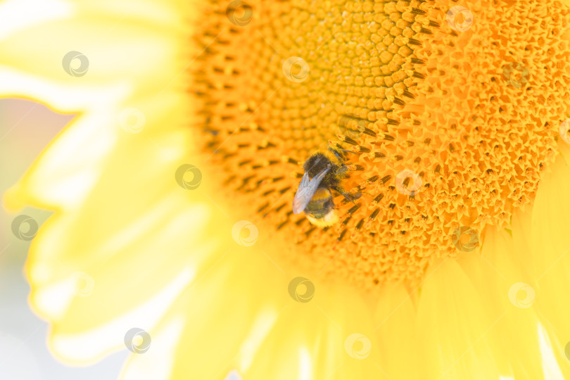 Скачать милый лохматый шмель сидит на подсолнухе в ясный солнечный день, позитивный образ фотосток Ozero