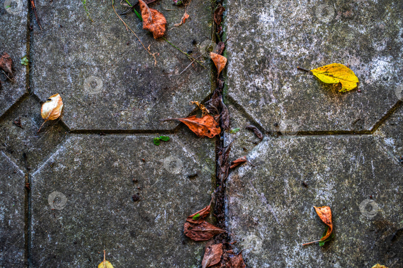 Скачать старая темная тротуарная плитка с фактурой осенних листьев фотосток Ozero