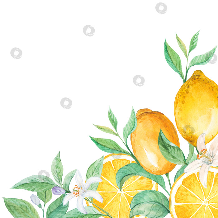 Скачать Лимонные веточки. Акварель на белом фоне. В углу - композиция с желтыми фруктами. Иллюстрация к свадебному приглашению, этикетка с лимончелло. Прованс в средиземноморском стиле. фотосток Ozero