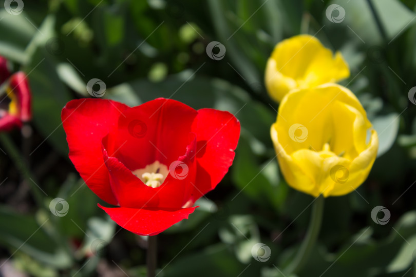 Скачать Тюльпаны, два желтых и красный. фотосток Ozero