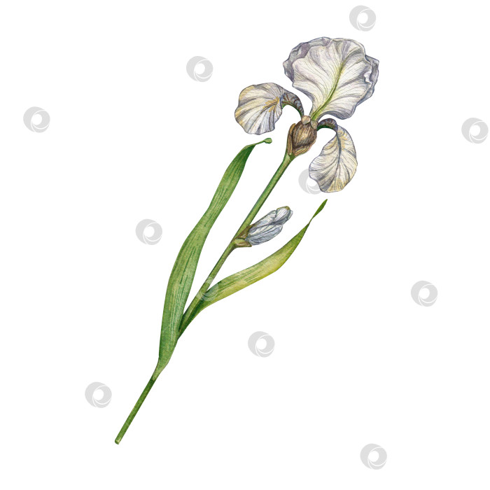 Скачать Цветок белого ириса расположен отдельно. Акварельная иллюстрация растений Прованса. Нежный букет из ирисов. День матери, флористический дизайн, ботаника. Подходит для открыток, упаковок. фотосток Ozero