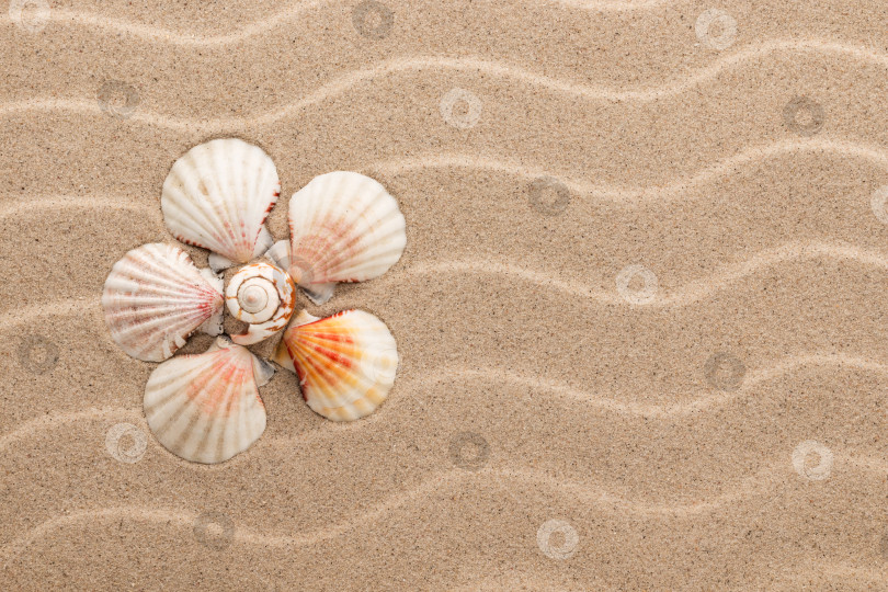 Скачать Концептуальная ромашка, сделанная из морских ракушек, лежащих на дюнах. фотосток Ozero