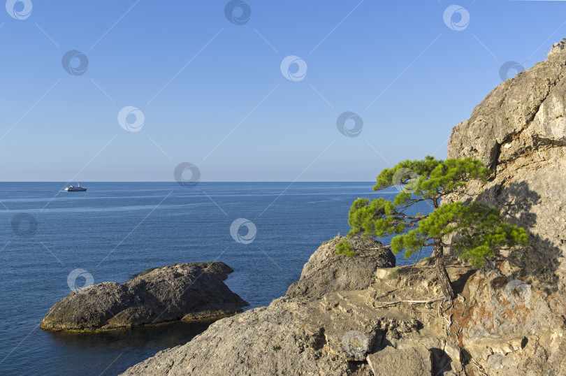 Скачать Реликтовая сосна на крутом скалистом берегу моря. фотосток Ozero