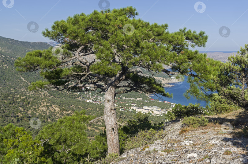 Скачать Большая реликтовая сосна на вершине горы. фотосток Ozero