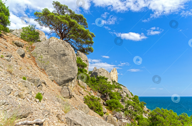 Скачать Реликтовые сосны над морем. фотосток Ozero