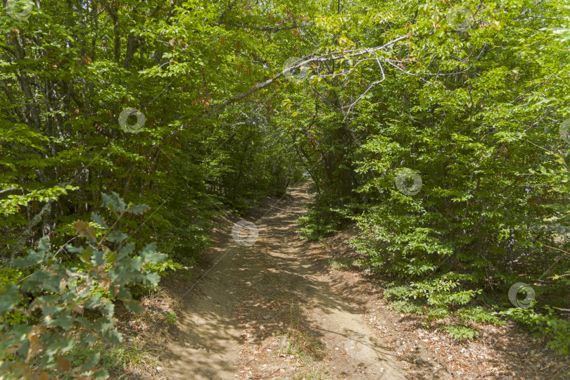 Скачать Грунтовая дорога в горном лесу. фотосток Ozero