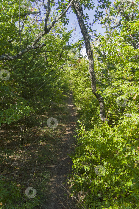 Скачать Тропинка в горном лесу. фотосток Ozero