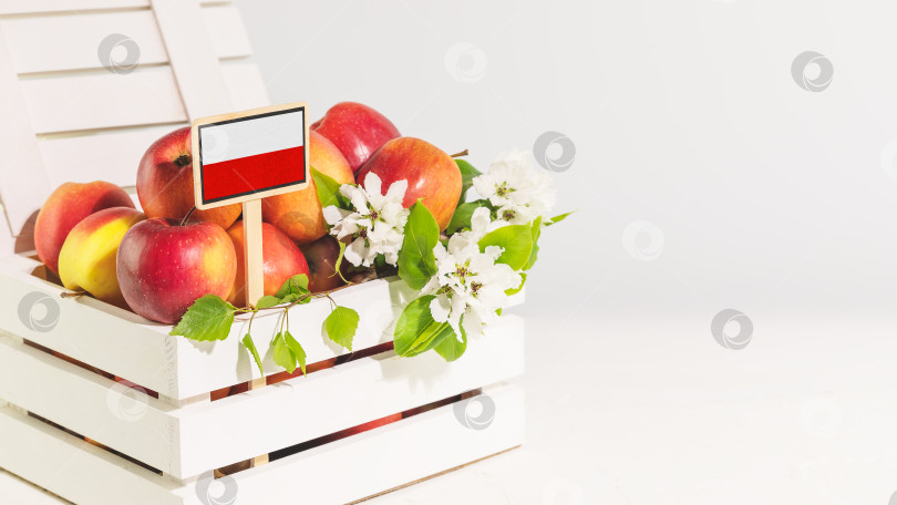 Скачать Натуральные яблоки в белой деревянной коробке с польским флагом фотосток Ozero