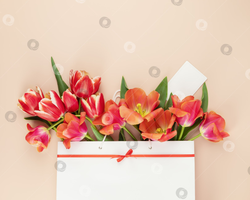 Скачать Тюльпаны в белом подарочном бумажном пакете на розовом фоне фотосток Ozero