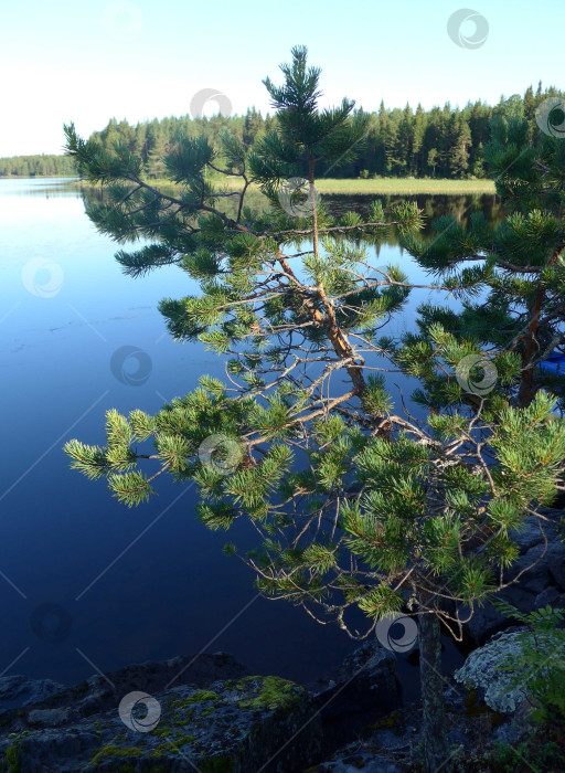 Скачать Карелия, река Пистайоки фотосток Ozero