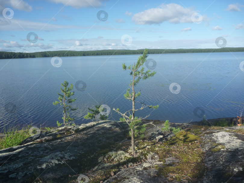 Скачать Карелия, река Пистайоки фотосток Ozero