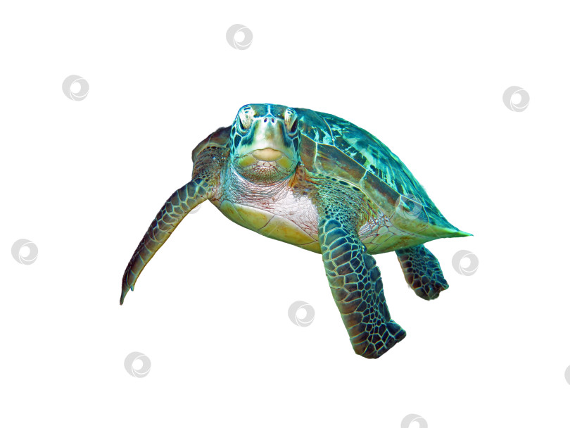 Скачать Зеленая морская черепаха, изолированная на белом фоне фотосток Ozero