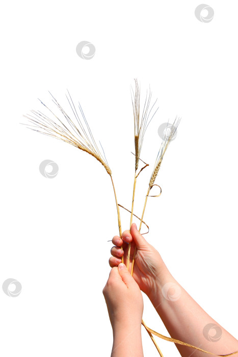 Скачать Колоски пшеницы в руке, выделенные на белом фоне фотосток Ozero