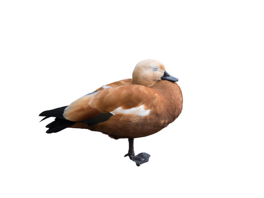 [object Object] undefined
