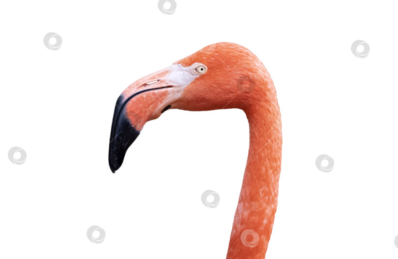 Скачать Портрет фламинго, изолированный на белом фоне фотосток Ozero