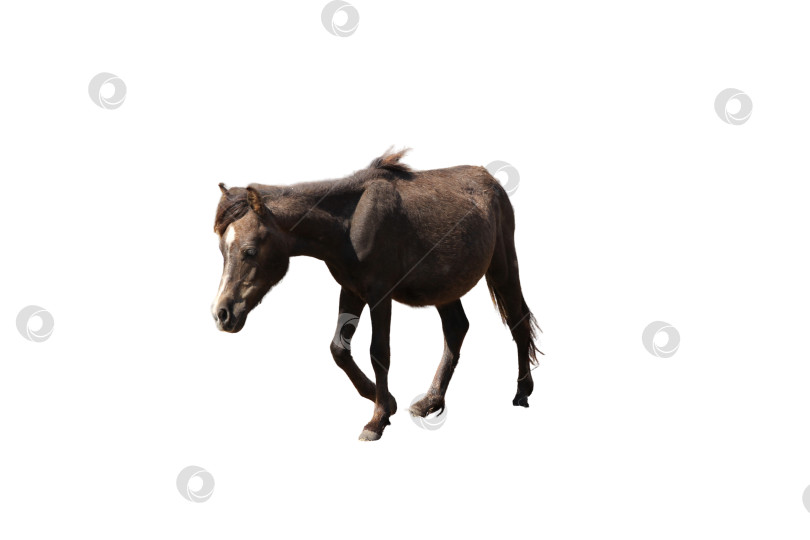Скачать Красная обычная лошадь, выделенная на белом фоне фотосток Ozero