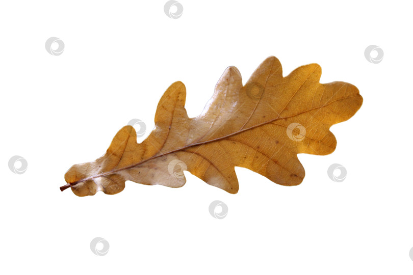 Скачать Красивый дубовый лист, выделенный на белом фоне фотосток Ozero