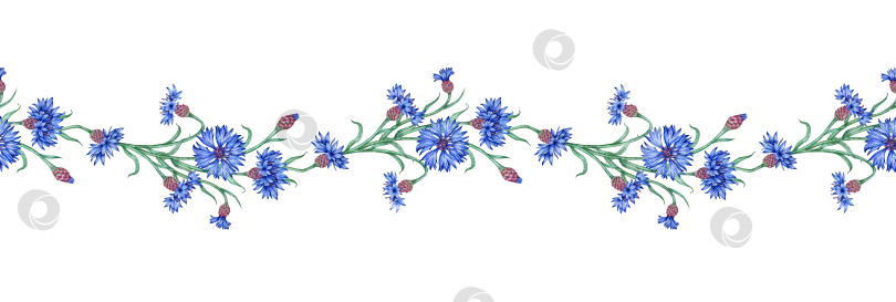 Скачать Васильки с рисунком синих цветов горизонтальной акварелью фотосток Ozero