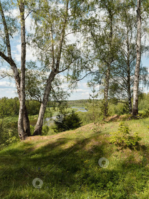 Скачать Березы на высоком берегу реки. фотосток Ozero