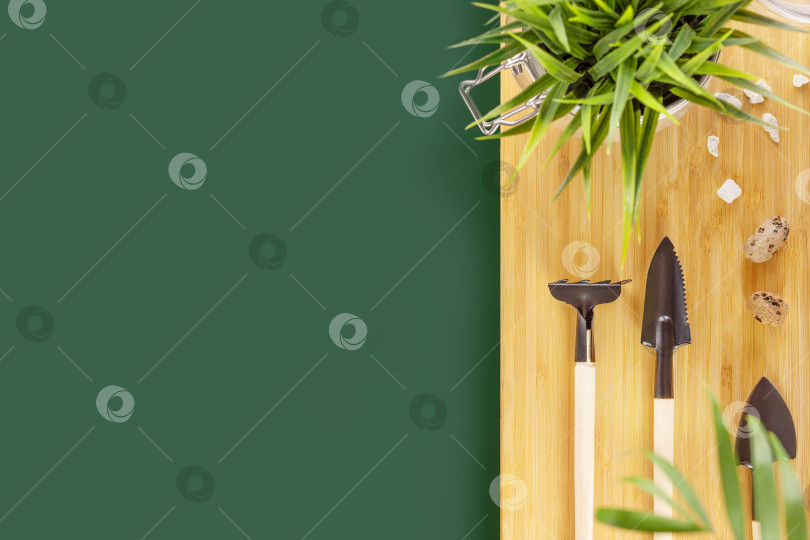 Скачать Садовые инструменты и растения на деревянной доске на зеленом фоне фотосток Ozero