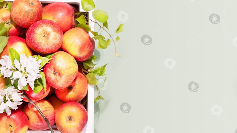 Скачать Натуральные яблоки в белой деревянной коробке на зеленом фоне фотосток Ozero