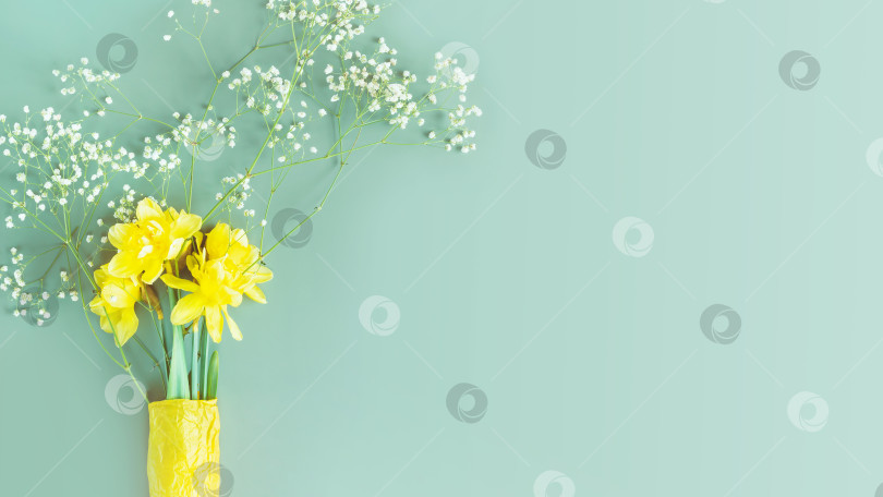 Скачать Праздничный цветочный баннер с желтыми нарциссами и гипсофилой фотосток Ozero