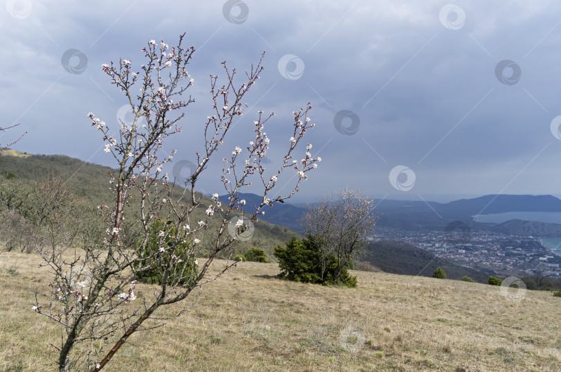 Скачать Цветущее миндальное дерево на вершине горы. фотосток Ozero