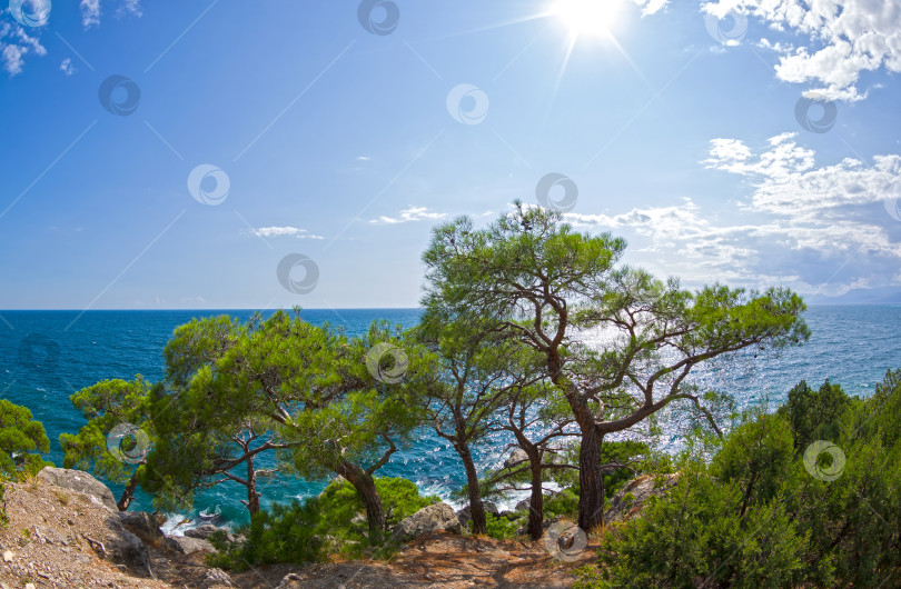 Скачать Реликтовые сосны на берегу моря под ярким летним солнцем. фотосток Ozero