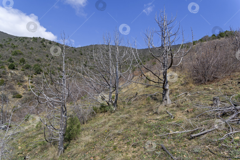 Скачать Засушенный реликтовый можжевельник. фотосток Ozero