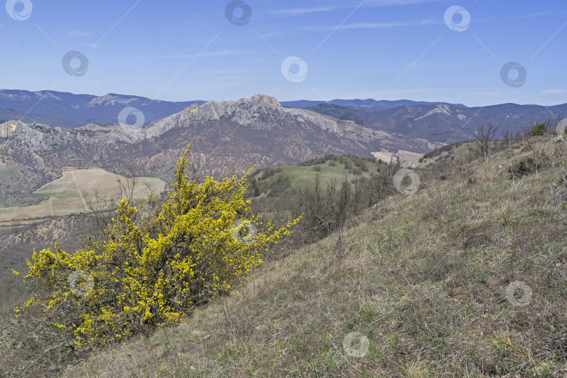 Скачать Цветущий кизил в крымских горах. фотосток Ozero